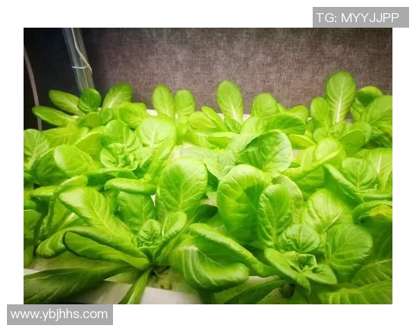 吃素足球球星的绿色饮食之道与竞技表现的关系探索 吃素足球球星的绿色饮食之道与竞技表现的关系探索